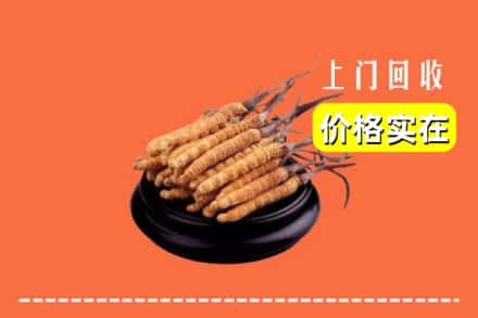 张家界永定区回收冬虫夏草
